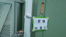 竪樋塗装 中塗り施工中