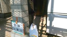 竪樋 上塗り施工中