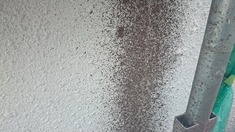 外壁コーキング部分 コーキング後に拭き戻しを行います。補修跡が目立たないようにしあげます。